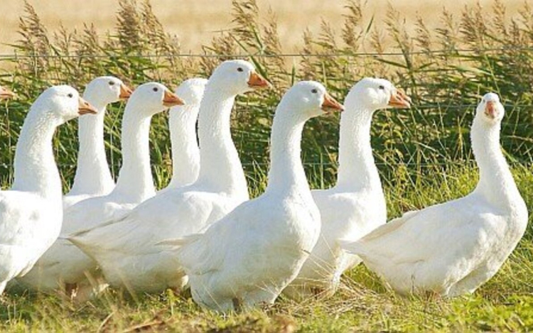 A hazai liba- és kacsatermékeket ajánlja Márton napra a terméktanács