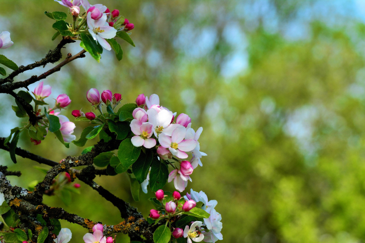 Agrometeorológia: sokfelé okoztak súlyos károkat a gyümölcsösökben a fagyok